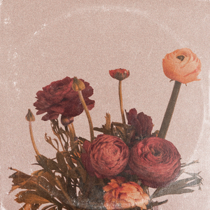 日韩特级片免费
